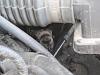 No doubt a pointless thread, but what's the weirdest thing youv'e found in your car?-marmot.jpg