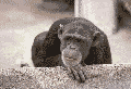 Name: a521.gif
Views: 12
Size: 33.6 KB