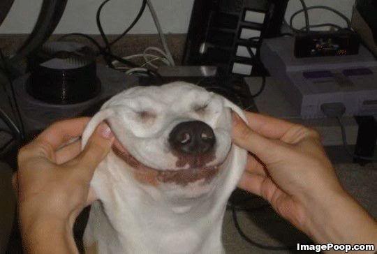 Name:  dog_with_forced_smile.jpg
Views: 1743
Size:  24.5 KB