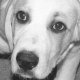 Boshaft's Avatar