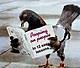 wheezing pigeon's Avatar